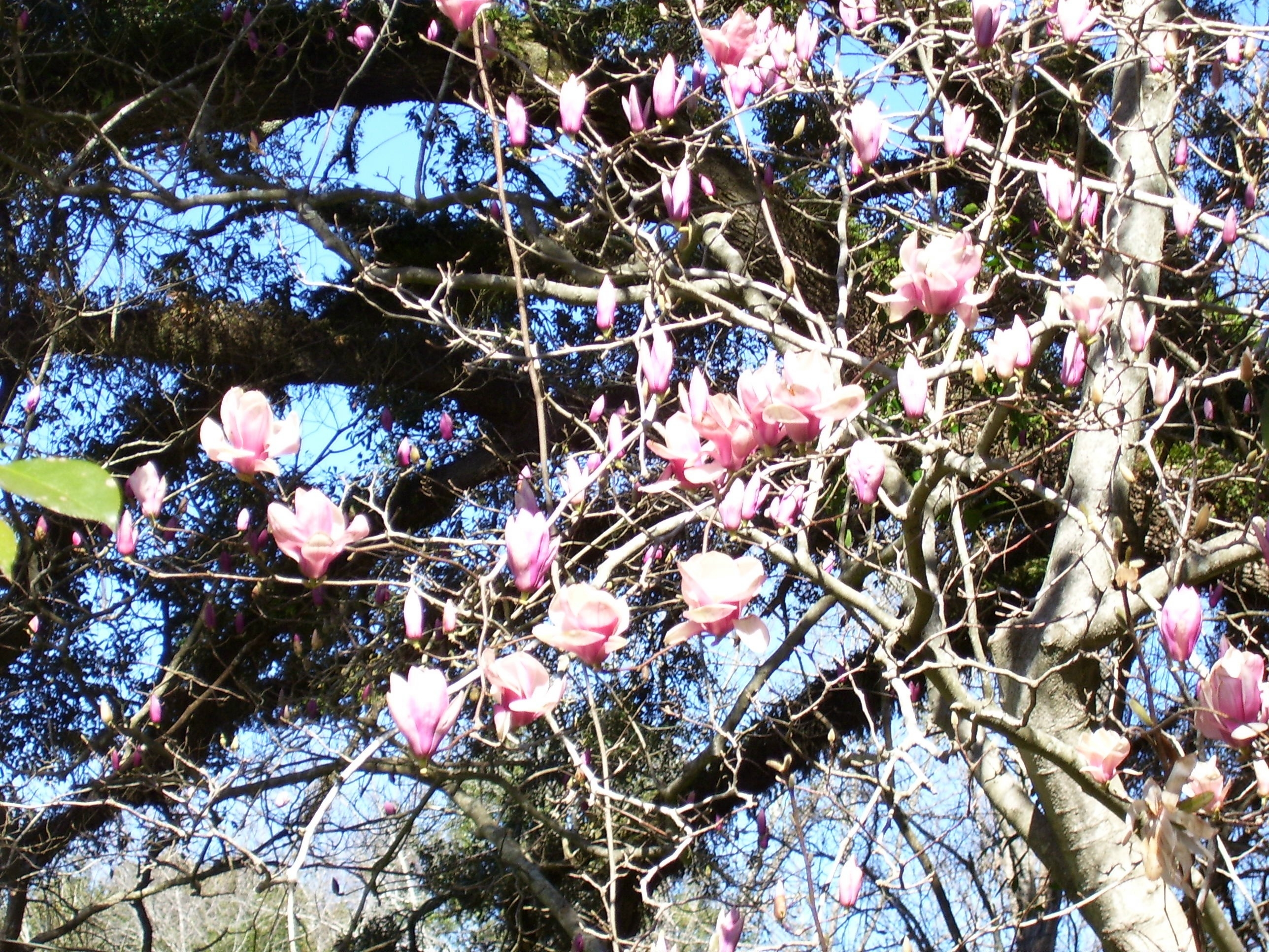 katysfavoriteflower.jpg